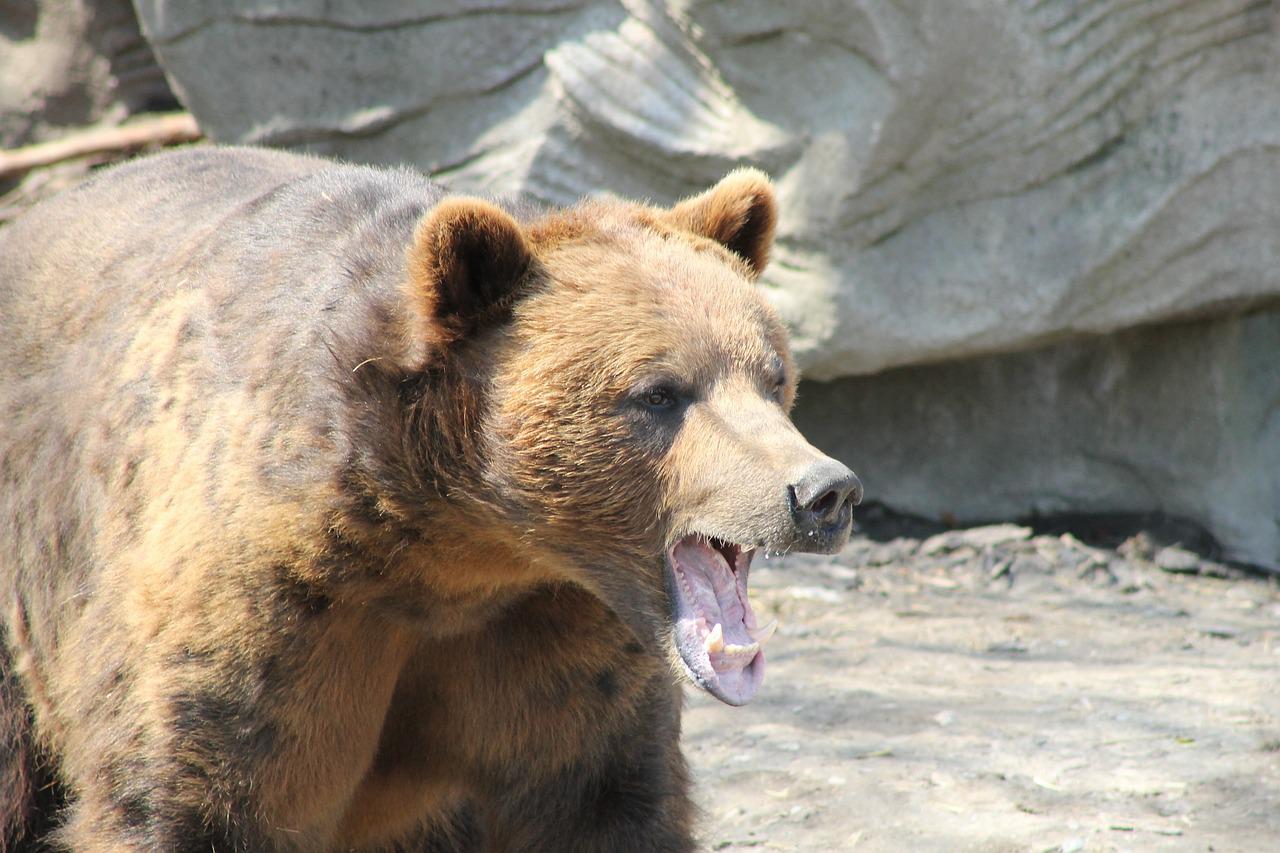 When bears are loud, consider this