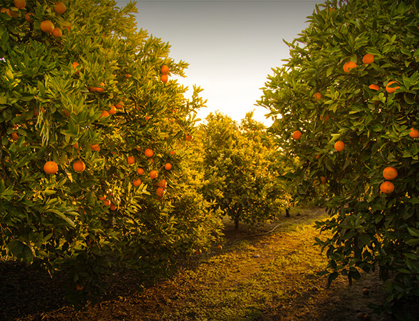 A Primer on Dividends